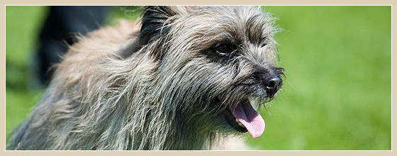 Buschwindröschen Deutscher Champion VDH